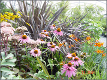 Echinacea Purpurea