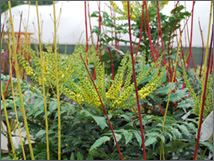 Mahonia Charity