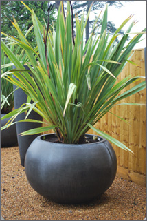 Phormium Tenax